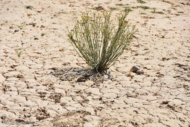 جنوب استان البرز از خشک سالی شدید رنج می برد