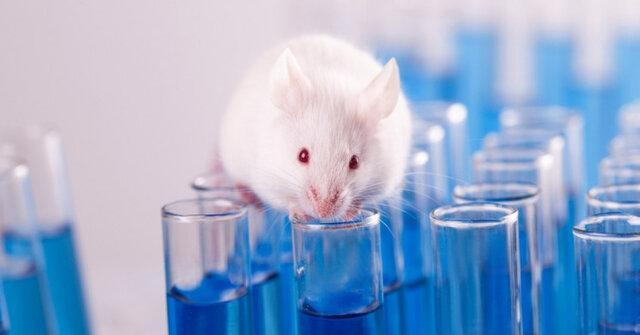 آزمایش روی حیوانات تا سال 2035 برچیده می گردد