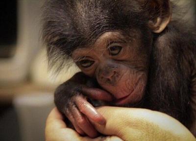 نامه باغ وحش ارم به سازمان محیط زیست درباره یک شامپانزه