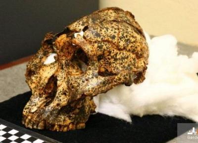 کشف جمجمه دو میلیون ساله عموزاده اجداد انسان
