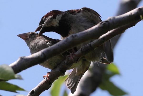 آواز پرندگان، عامل سلامت وشادی انسان