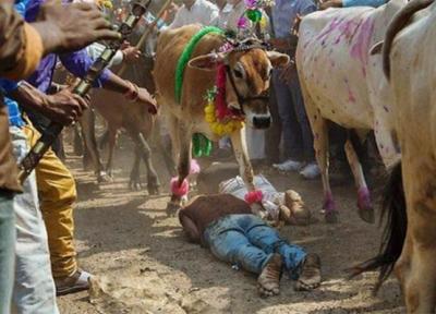 جشنواره لگدمال شدن زیر پای گاوها