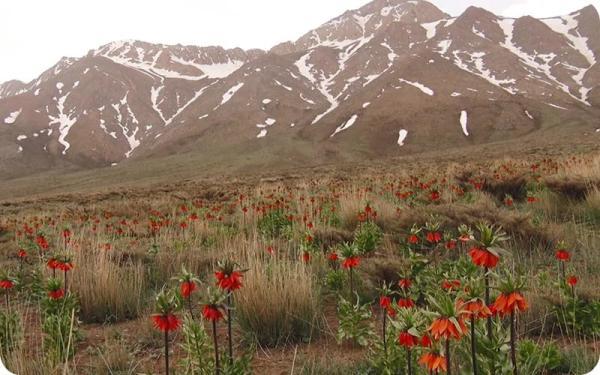 گلستانکوه خوانسار